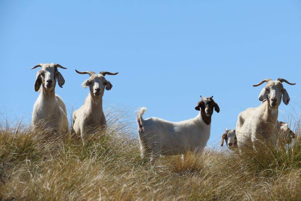 Mt Potts Lodge Ashburton Lakes Luaran gambar